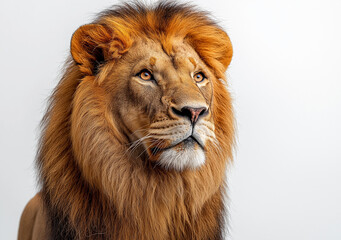 Obraz premium Majestic Male Lion with a Regal Mane Standing Proudly Against a White Background, Showcasing the Beauty and Strength of the King of the Jungle
