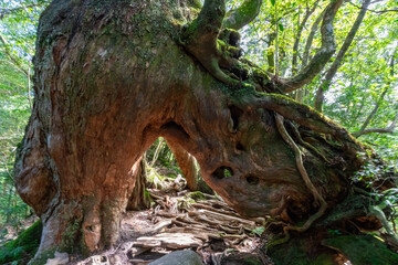 屋久島の白谷雲水峡のくぐり杉
