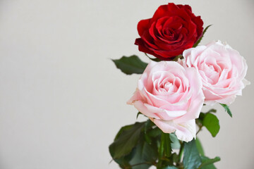 ピンクと赤のばら