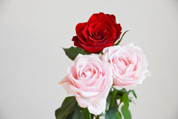 赤とピンクの薔薇