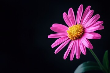 Obraz premium bright illuminated pink aster on a black background, soft focus with generative ai