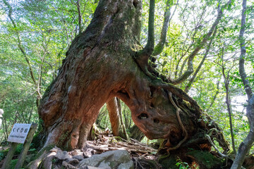 屋久島の白谷雲水峡のくぐり杉