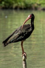 Phimosus infuscatus. Black ibis are seen near a pond perched on a wooden post. The scene is surrounded by lush green vegetation