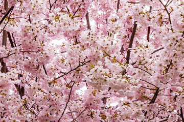 Blooming cherry tree with pink flowers growing in garden in spring. Japanese cherry or sakura or cherry blossom., close up