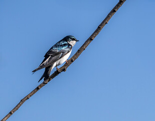 Tree swallow bird on branch close up