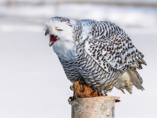 Snowy owl (Bubo scandiacus) perching on a pole on a cold winter morning,    Southern Ontario