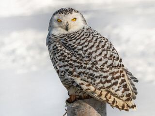 Snowy owl (Bubo scandiacus) perching on a pole on a cold winter morning,    Southern Ontario