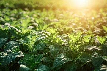 Lush green tobacco plants bathed in sunlight. Illustrates agriculture, farming, and natural growth.