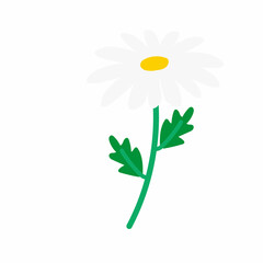 白いノースポールの花のかわいいイラスト