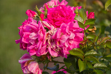 A Blooming Rose in Summer