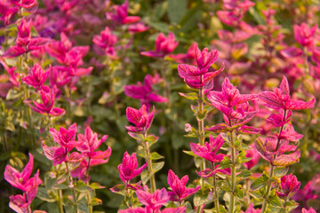 Pink Leaves in the Summer