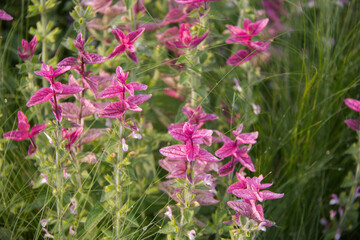 Fototapeta premium Pink and Purple Leaves in the Summer