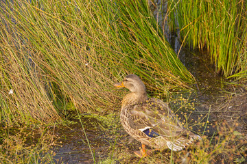 A Mallard Duck amongst the Tall Grass
