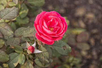 A Blooming Rose in Summer