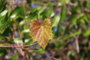 Autumn Vitis rupestris leaf in Florida nature, closeup