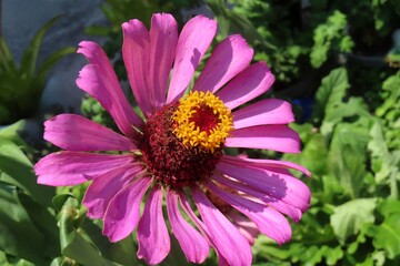 Zinnia elegans flower in Florida zoological garden, closeup