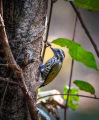 Close up photo of a Speckled piculet (picumnus innominatus).speckled piculet is a species of bird in the family Picidae. It is found in Indian, China and Southeast Asia.