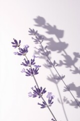 Obraz premium Lavender sprig with shadow on white background.