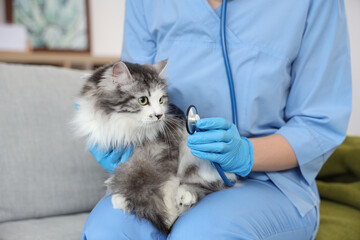 Female veterinarian with stethoscope and cute cat after sterilization in vet clinic