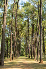 Serene forest landscape at Intakin Silvicultural Research Station in Mae Taeng, Chiang Mai, Thailand.