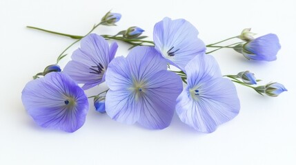 Delicate light blue flax flowers with buds arranged on a white background.