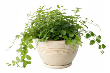 fresh herbs in a pot isolated background