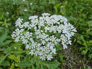 A dome shaped white blossom of a Cow Parsnip plant and green leaves.