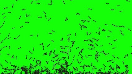 a colony crowd of black ants move in linear movement upward bottom to above across green screen. Invasion group of ants. random trajectory bellow to above direction in flat style. - Powered by Adobe