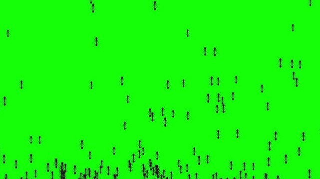 a colony crowd of black ants move in linear movement upward bottom to above across green screen. Invasion group of ants. random trajectory bellow to above direction in flat style.