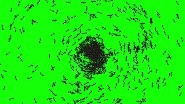a colony crowd of black ants pushed by sentrifugal forces creating circular tornado movement across green screen. Invasion group of ants. random trajectory center to corner direction in flat style.