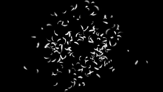 Beautiful Feathers Transition Effect (with Alpha) 