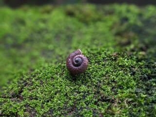 Snail on the greeny baground 