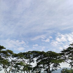 clouds and trees