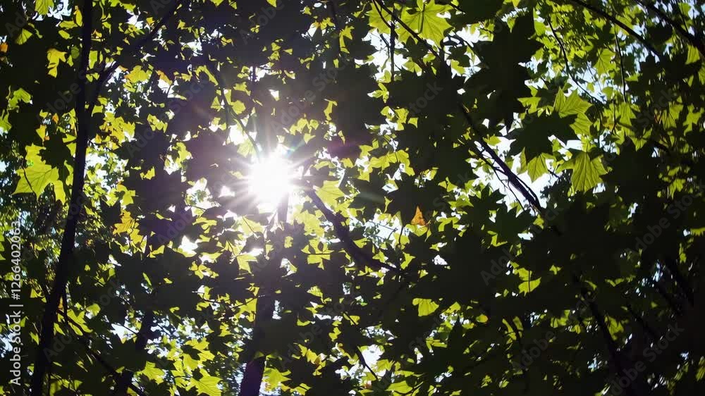 Aufkleber Sunlight filtering through green maple leaves in a forest, creating a dappled light effect. Nature and tranquility concept