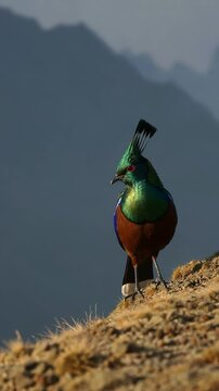 Himalayan Monal Pheasant on a mountainside with a picturesque background