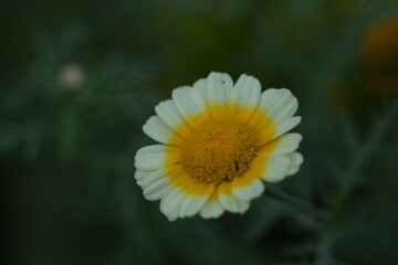 Photo taken of chrysanthemum coronarium flower.