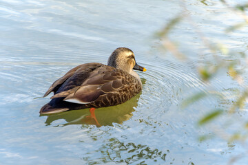 水面に浮かぶ一羽のカルガモのアップ