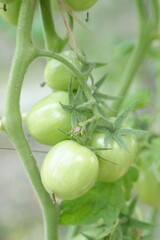 There are fresh, unripe tomatoes on the tree.