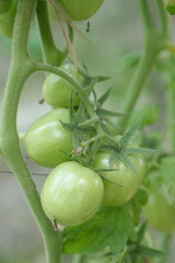 There are fresh, unripe tomatoes on the tree.
