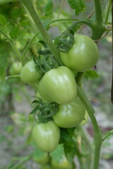 green tomatoes in the garden