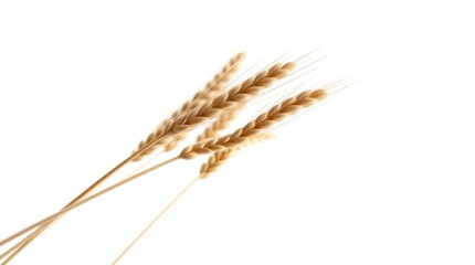 Golden Wheat Stalks on White Background Stock Photo