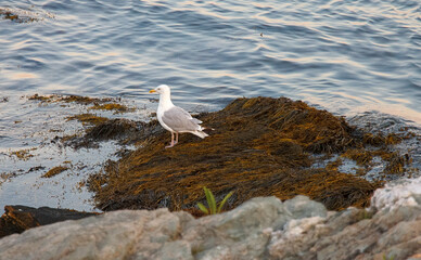 European herring gull bird at the shore of Newport, Rhode Island, USA