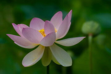 Pink Lotus Blossom in Soft Natural Light