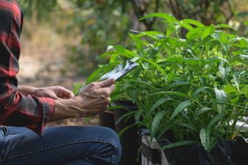 Person Holding Planting Guide Next to Lush Green Plants Outdoors
