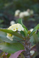 Close up of beautiful white Euphorbia milii, the crown of thorns, called Corona de Cristo. Crown of thorn flower. white Euphorbia milii flower in the garden, Blooming Euphorbia milii, bunch flowers