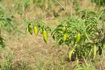 Obraz premium fresh green chili on plant closeup, chili plants in organic farming, Chilies closeup in field, Green chili plant in a farmer's field, Ripe green chili on a plant in Chakwal, Punjab, Pakistan
