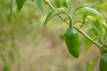 fresh green chili on plant closeup, chili plants in organic farming, Chilies closeup in field, Green chili plant in a farmer's field, Ripe green chili on a plant in Chakwal, Punjab, Pakistan