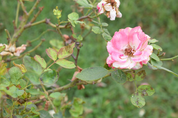 Beautiful pink white rose flower closeup in garden, A very beautiful pink white yellow rose flower bloomed on the rose tree, Rose flower closeup, bloom flowers, Natural spring flower floral background