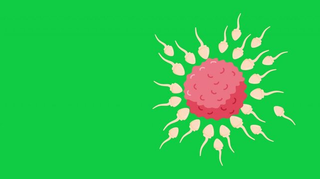 Sperm directed towards the egg bubble animation
