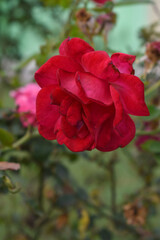 Beautiful red rose flower closeup in garden, A very beautiful red rose flower bloomed on the rose tree, Rose flower closeup, bloom flowers, Natural spring flower, Natural floral background,